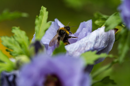 A close-up of a bee on the blue hibiscus blossom in full bloom