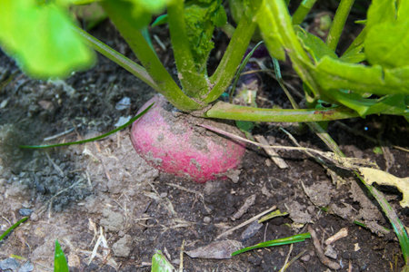 a hand grown radish from the organic garden