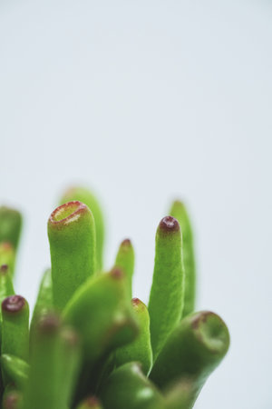 A closeup shot of Crassula Ovata Hobbit shrubby succulent plant leaves with a plain background...