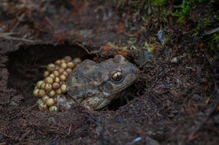 A Common midwife toad in natureの写真素材