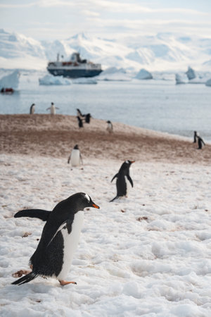 A group of penguins walking on the frozen beachの写真素材