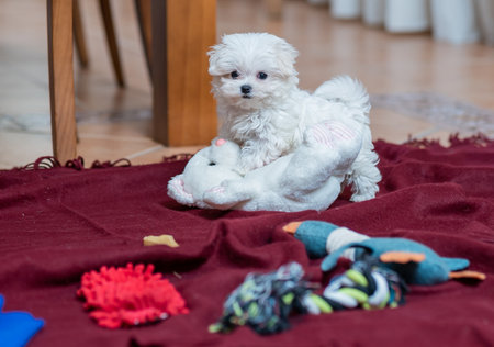 A closeup portrait of an adorable fluffy domestic dog playing with toys on a burgundy blanketの写真素材