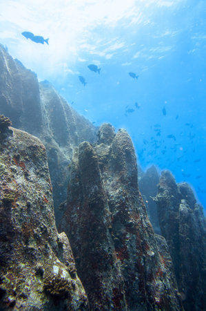 A vertical shot of underwater rocks and fishの写真素材
