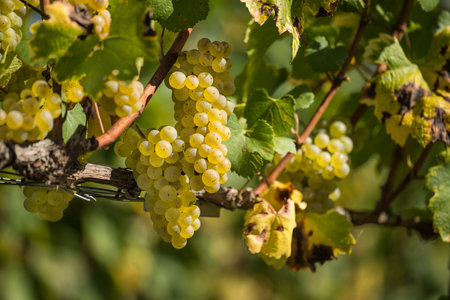 A selective focus shot of a grapevine with ripe grapes