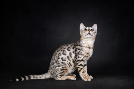 A beautiful bengal cat on black backgroundの写真素材