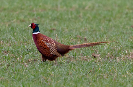 A beautiful view of a colorful bird standing on the grass in the field on a gloomy dayの写真素材