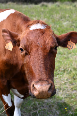 The cow is looking at the photographer