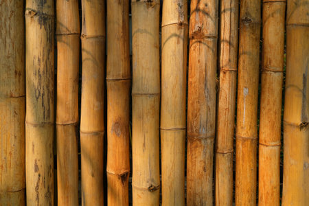 Bamboo sticks in thai garden, Chiang Mai.の写真素材