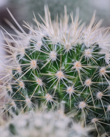A closeup shot of a sharp cactusの写真素材
