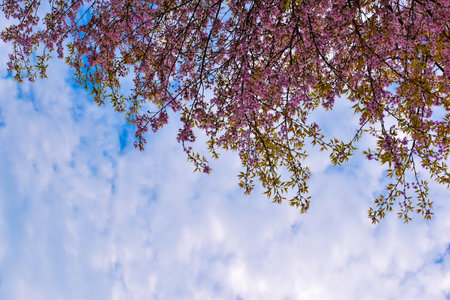 A low angle shot of the blossomed trees with the cloudy sky in the backgroundの写真素材