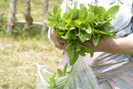A closeup shot of a senior woman holding a bunch of springtime fresh mint plants in her hands, organic homegrown productの写真素材