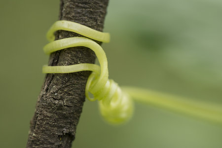 A young cucumber tendril wrap around a dry branchの写真素材