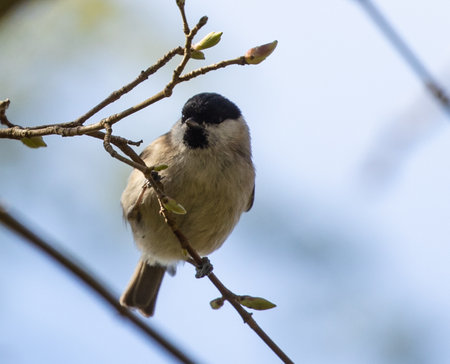 A brown-headed gadget perched on tree branchの写真素材