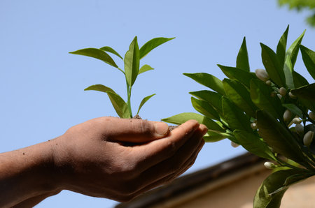 The hands holding soil and green young plant - environment and saving the Earth conceptの写真素材