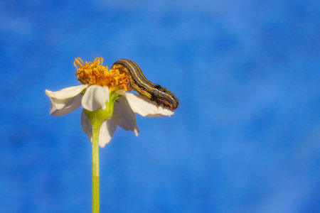 A closeup shot of a caterpillar on flowerの写真素材