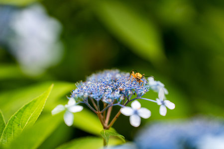 A soft focus of a bug on hydrangea flowers at a gardenの写真素材