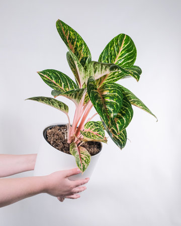 A vertical shot of a person holding a potted plant near a white wallの写真素材