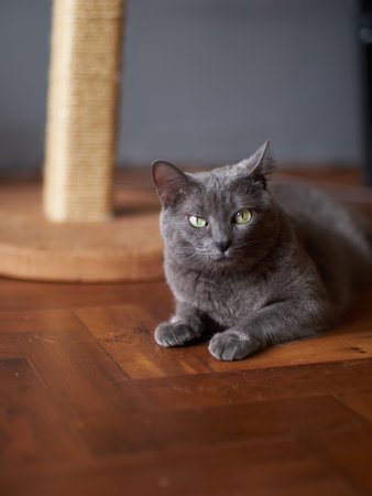 The Russian Blue cat angrily looking at the cameraの写真素材