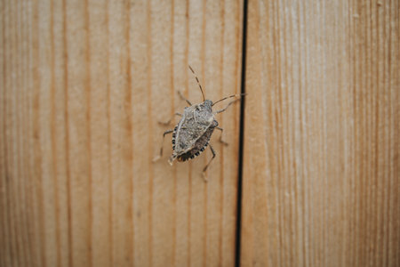 A closeup shot of a bug on a wooden surfaceの写真素材