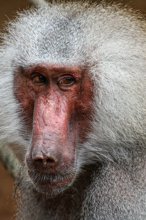 A vertical portrait of a cute monkeyの写真素材