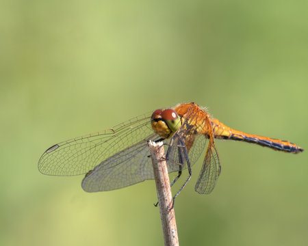A yYellow-winged darter (Sympetrum flaveolum)  sitting on a stickの写真素材