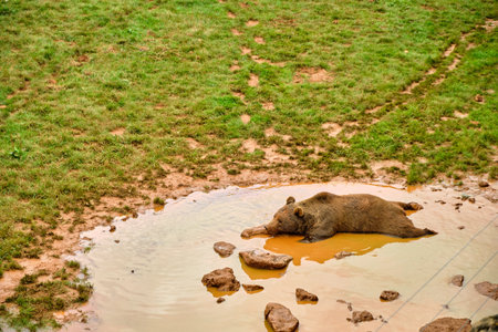 A brown bear cooling off on a shallow pon at Cabarceno Natural Park in Cantabria, Spainの写真素材