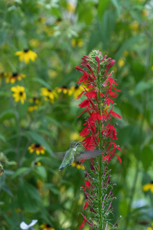 A selective focus shot of a little hummingbird flying around a red flowering plantの写真素材
