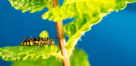 An insect on a green leafの写真素材