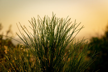 A closeup shot of grass in the field at sunsetの写真素材