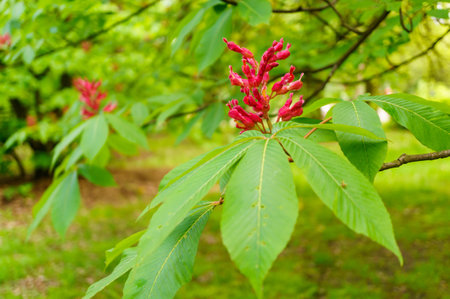 The closeup of Red buckeye (Aesculus pavia) flowersの写真素材