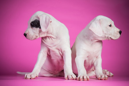 The two dogo argentino puppies on pink backgroundの写真素材