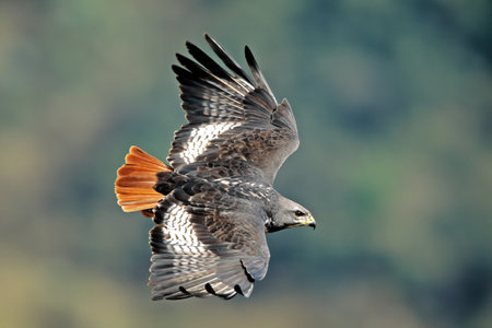 Jackal buzzard (Buteo rufofuscus) in flight with outstretched wings, South Africa