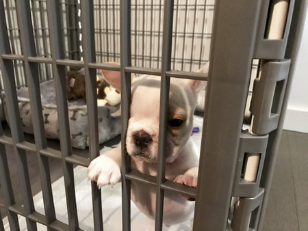 French Bulldog puppy in crate wants out.