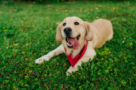 A portrait of an adorable Golden Retriever with a red bandana in a park with a blurry backgrounの写真素材