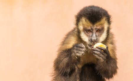 A closeup shot of a cute capuchin monkey eating a fruitの写真素材