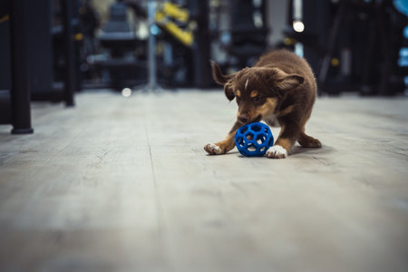 A closeup shot of an Australian Shepherd puppy playing with a ballの写真素材