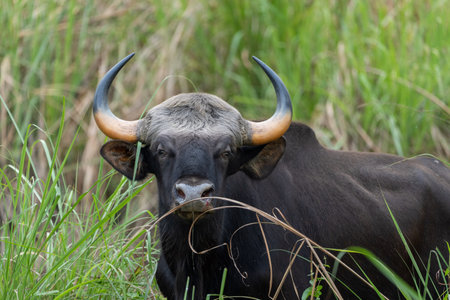 A closeup shot of grazing Lowland anoa in a fieldの写真素材