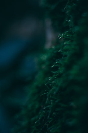 A selective focus of fir leaves on tree branches against a blurry backgroundの写真素材