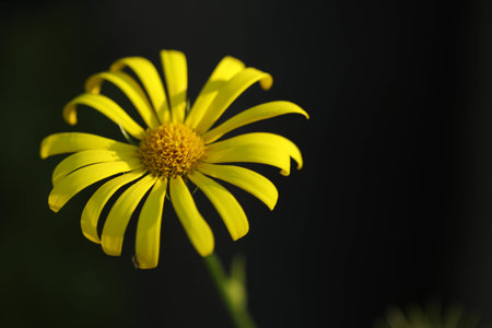 A yellow flower with black background