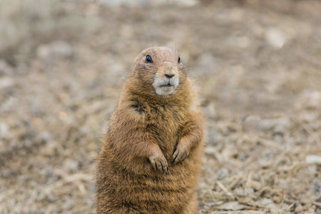 A shallow focus of a prairie dog in its habitatの写真素材