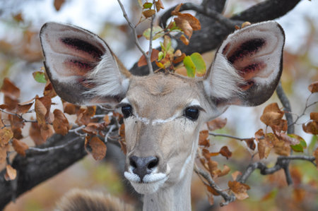 A closeup portrait of female greater kudu (Tragelaphus strepsiceros)の写真素材