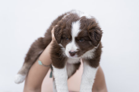 A closeup shot of a cute fluffy border collie puppy
