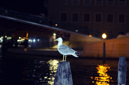 A closeup shot of a seagull sitting on the stone near the water at nightの写真素材