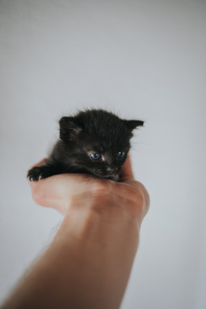 A beautiful tiny black kitten with blue eyes looking down while sitting in its owner's palmの写真素材