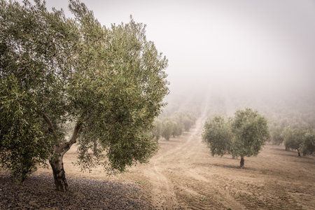 Stock photo of natural pathway in the forest surrounded by olive trees.の写真素材