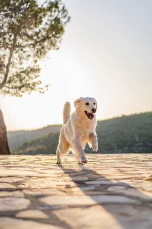 A cute golden retriever running in a park on a sunny dayの写真素材