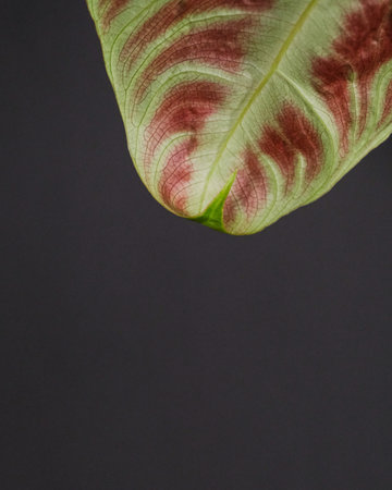 A closeup shot of green and red leaf of a home plant against a gray backgroundの写真素材