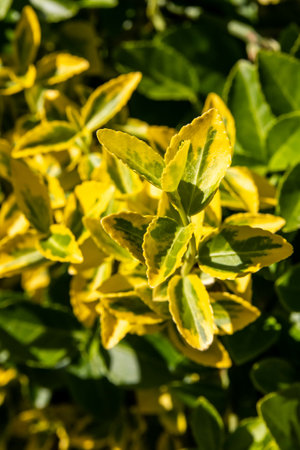 A vertical shot of a Golden Euonymus evergreen shrub with green and yellow oval-shaped leavesの写真素材