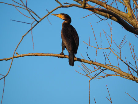 A black cormorant perched on bare tree branch