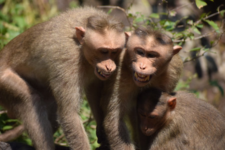A closeup shot of two monkeys